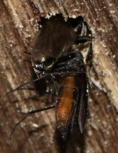Crossocerus cetratus