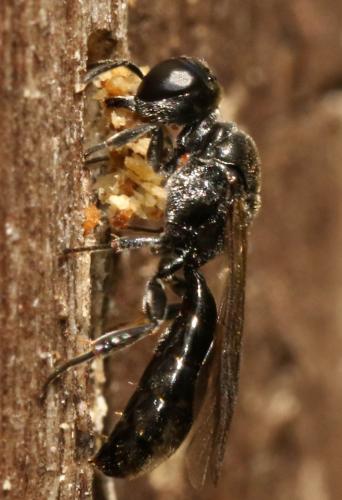 Réf. 176 769 : Crossocerus cetratus