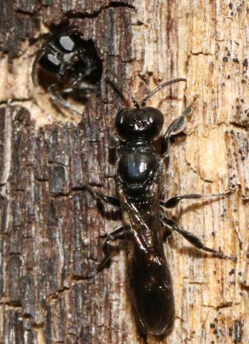 Crossocerus cetratus