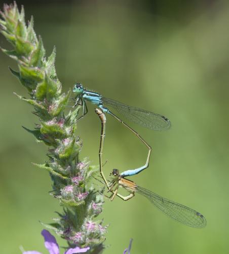 Ischnura elegans