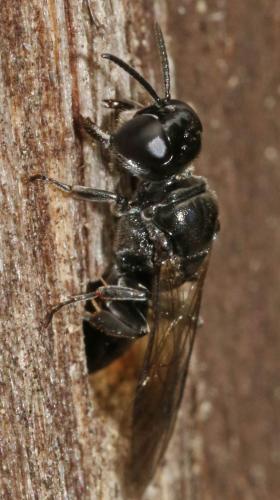 Crossocerus cetratus