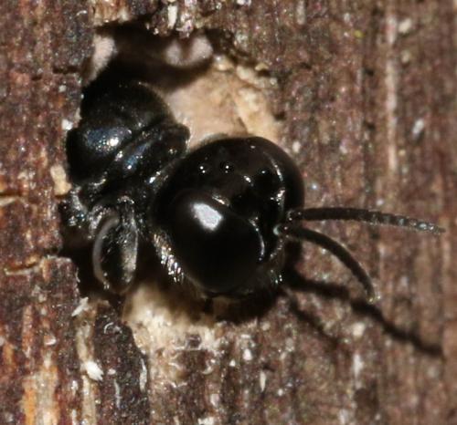 Crossocerus cetratus