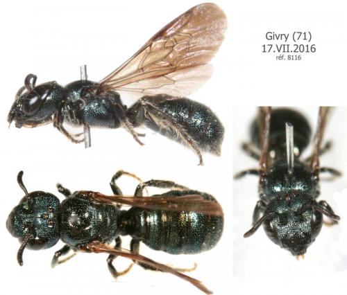 Ceratina cyanea