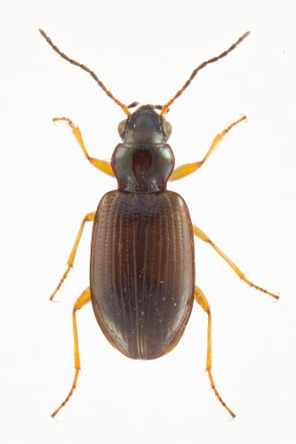 Réf. 176 220 : Bembidion deletum