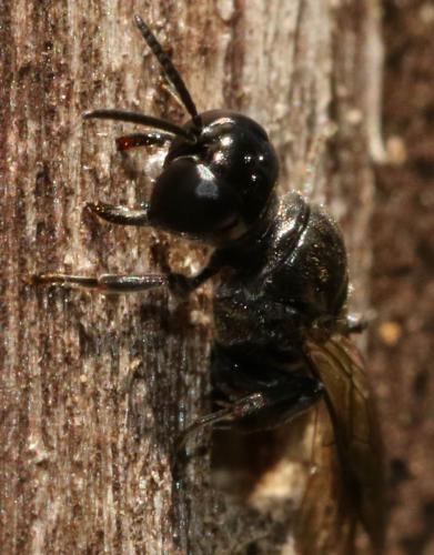 Crossocerus cetratus