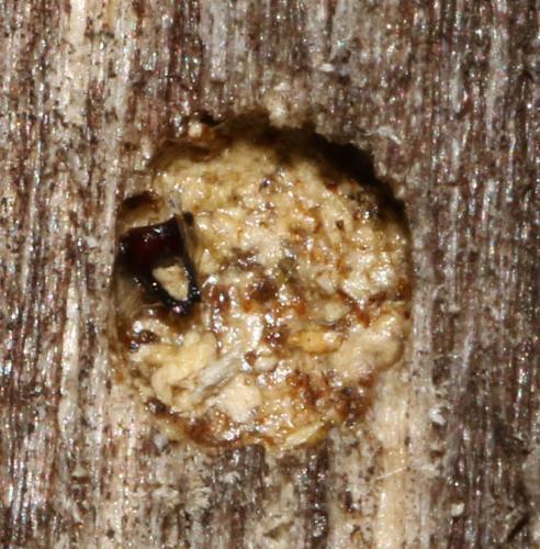 Crossocerus cetratus