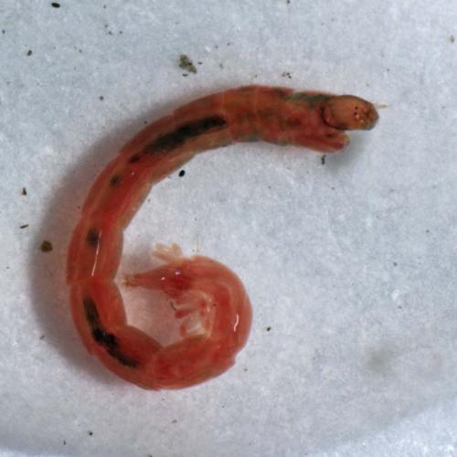 Chironomus sp.