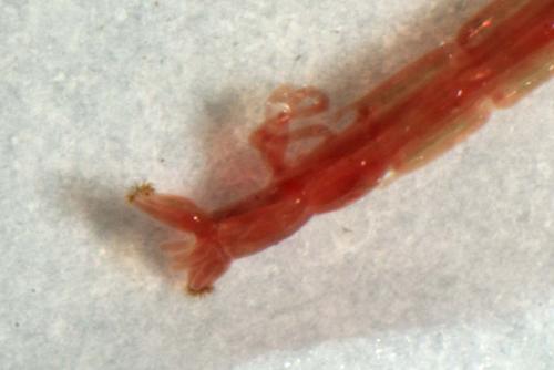 Chironomus sp.