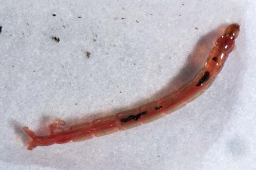 Chironomus sp.