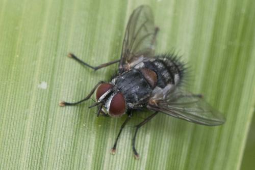 Carcelia lucorum