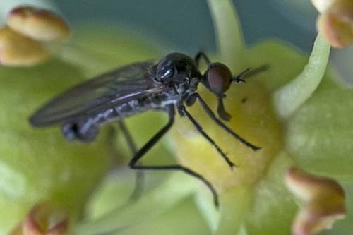 Réf. 176 034 : Rhamphomyia erythrophthalma