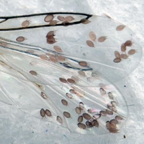 Myianoetus sp.