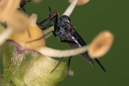 Réf. 176 035 : Rhamphomyia erythrophthalma
