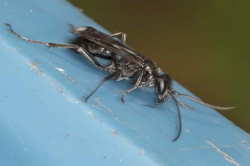 Réf. 176 923 : Dipogon sp.