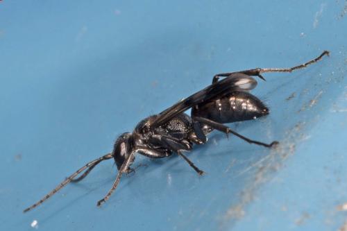 Dipogon sp.