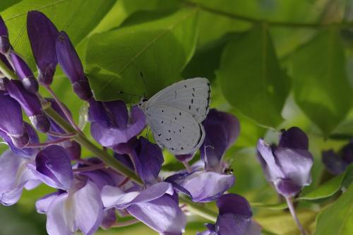 Celastrina argiolus