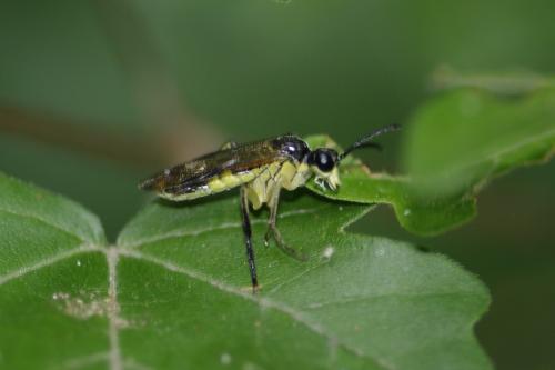 Réf. 176 299 : Tenthredininae inconnu