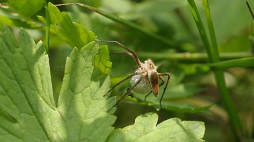 Pisaura mirabilis