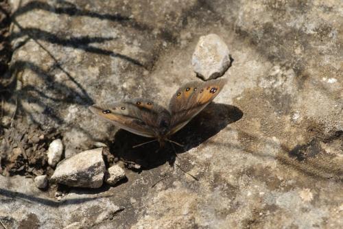 Erebia meolans
