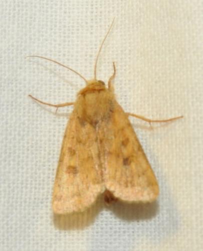 Hoplodrina sp.