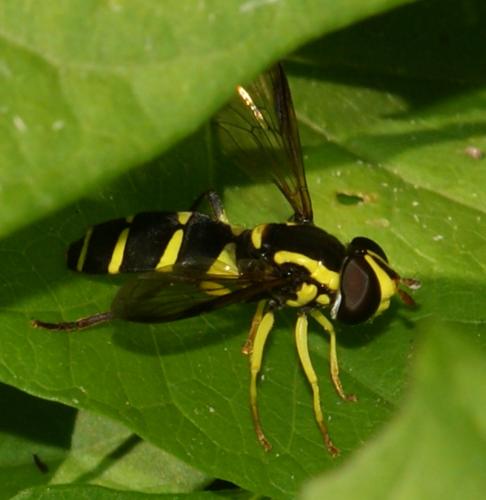 Philhelius sp.