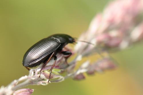 Amara sp.