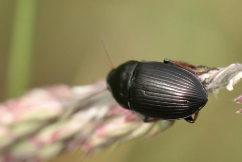 Amara sp.