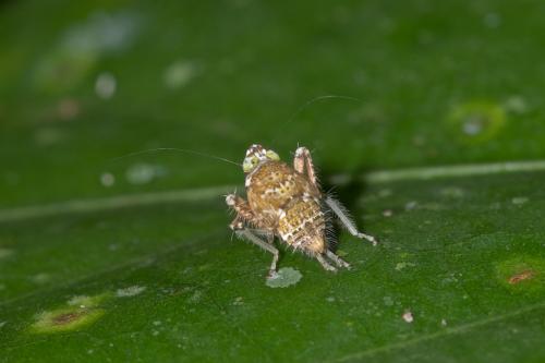 Réf. 176 420 : Coelidiinae inconnu