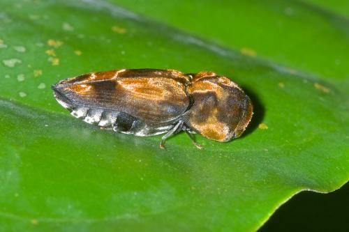 Galbites sp.