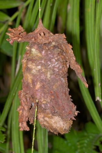 Calligaster sp.