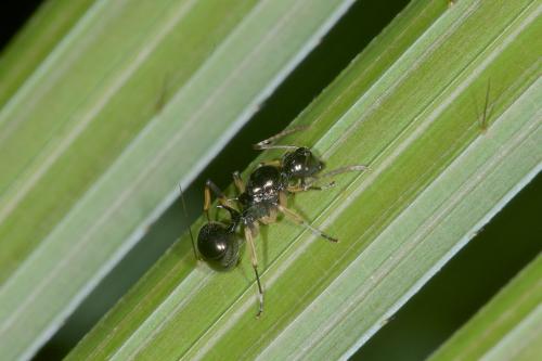 Polyrhachis sp.