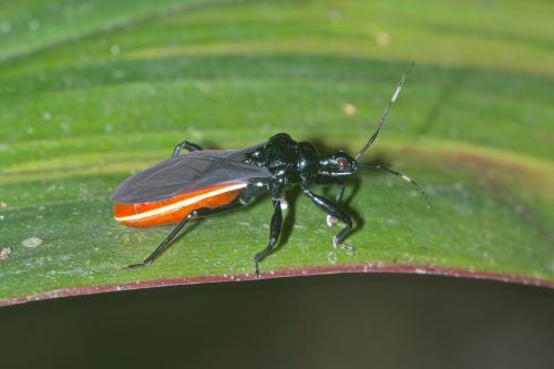 Ectrichodiinae