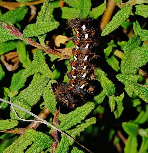 Acronicta rumicis