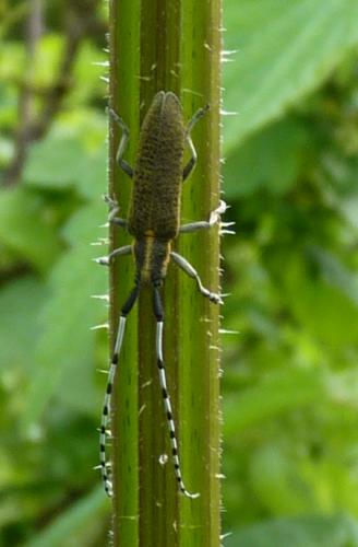 Réf. 176 248 : Agapanthia villosoviridescens