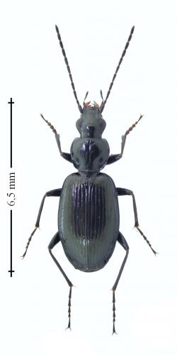Réf. 176 613 : Agonum scitulum