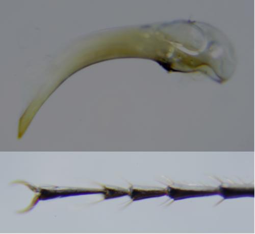 Réf. 176 675 : Agonum scitulum