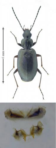 Agonum micans