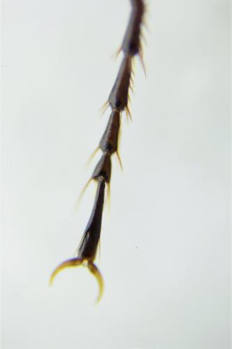 Agonum micans