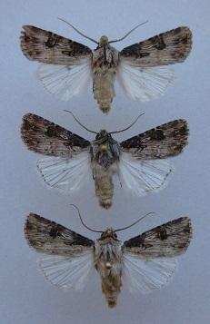 Agrotis sp.