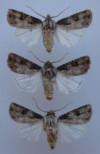 Agrotis divers