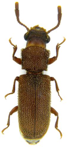 Lyctoxylon dentatum