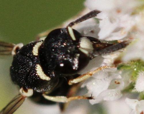 Réf. 176 322 : Leptochilus (regulus-medanae)