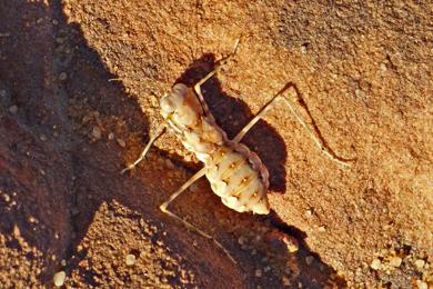 Eremiaphila sp.