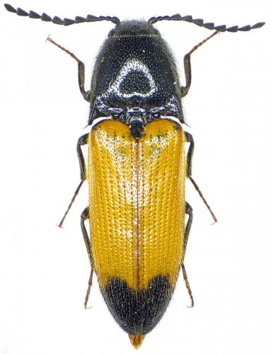 Réf. 176 582 : Ampedus elegantulus