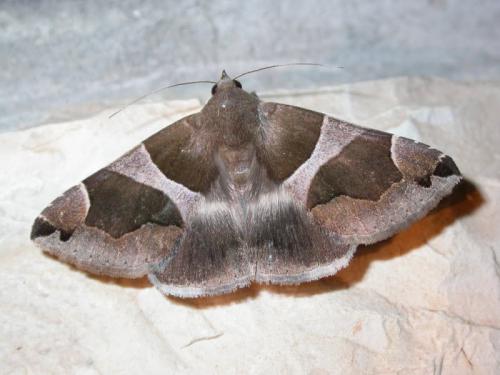 Réf. 176 115 : Dysgonia sp.