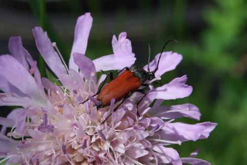 Réf. 176 921 : Anastrangalia sanguinolenta