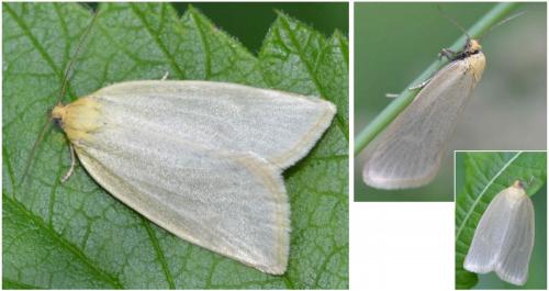 Réf. 176 122 : Aphelia sp.