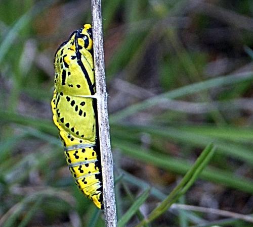 Aporia crataegi