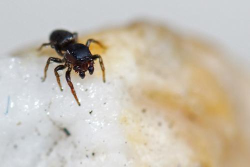Heliophanus tribulosus