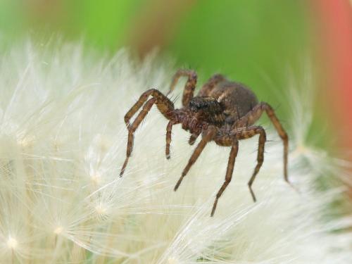 Pardosa sp.